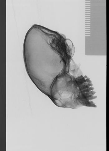 Media type: image;   Mammalogy 19792 Description: lateral;